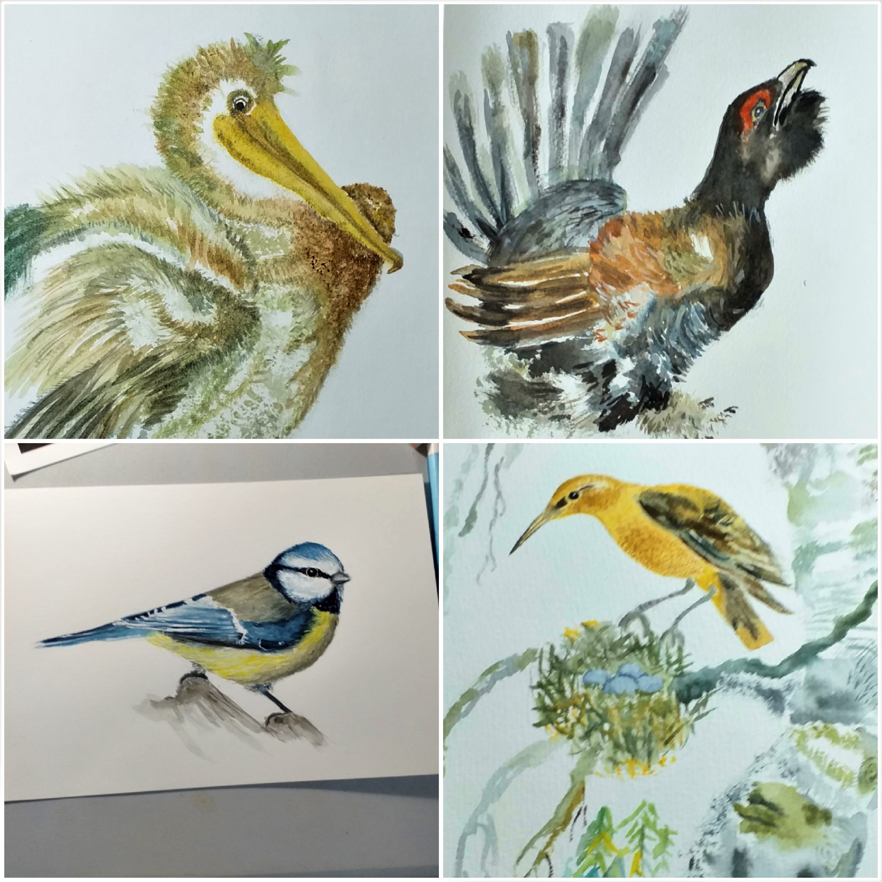 Learn to paint birds in Watercolour in Kidderminster