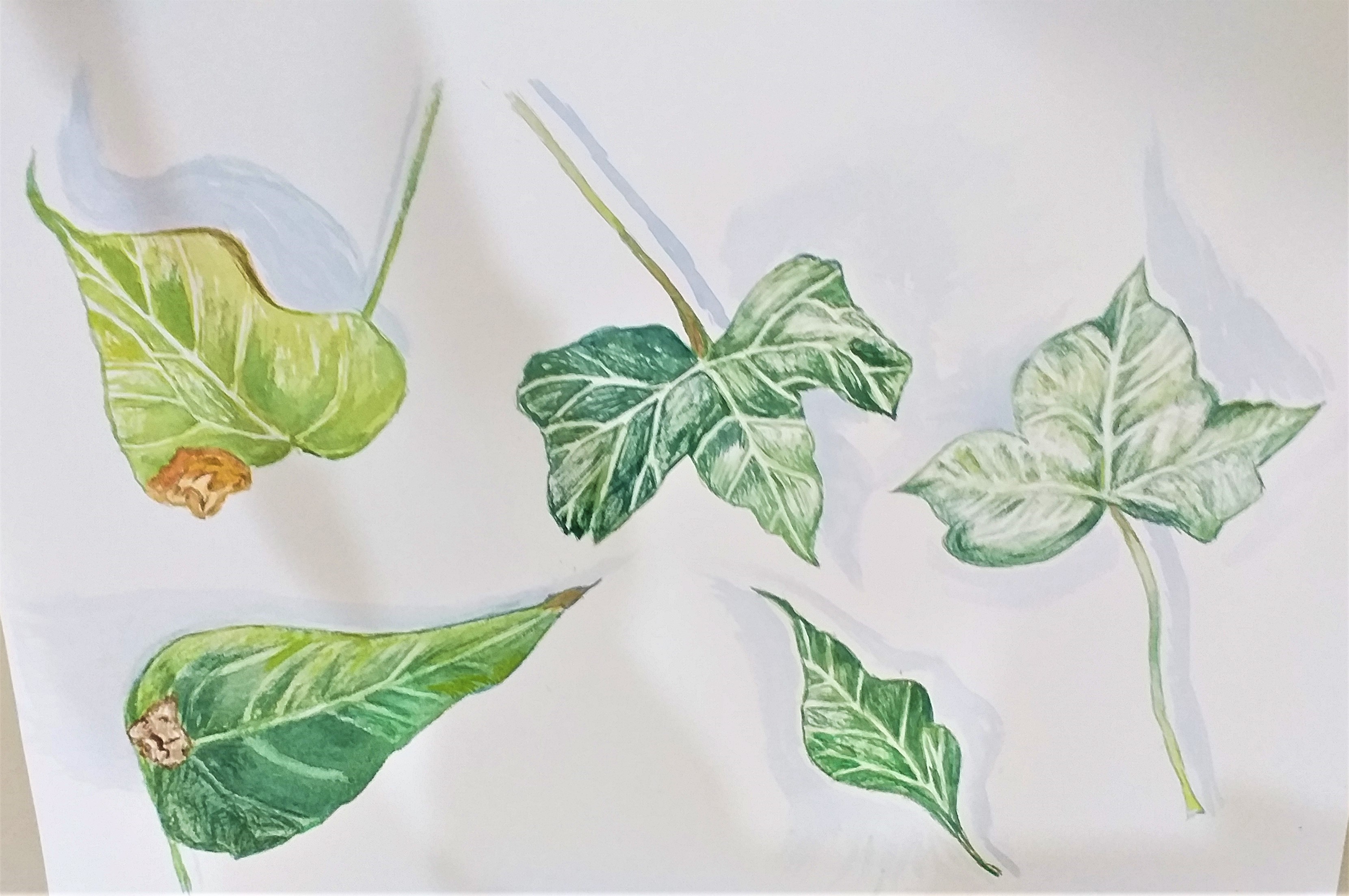 Deb's watercolour study of leaves created at Magic Wool Art and Craft Studio in Kidderminster.