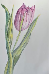 Learn how to draw flowers with coloured pencils at Art Classes in Worcestershire