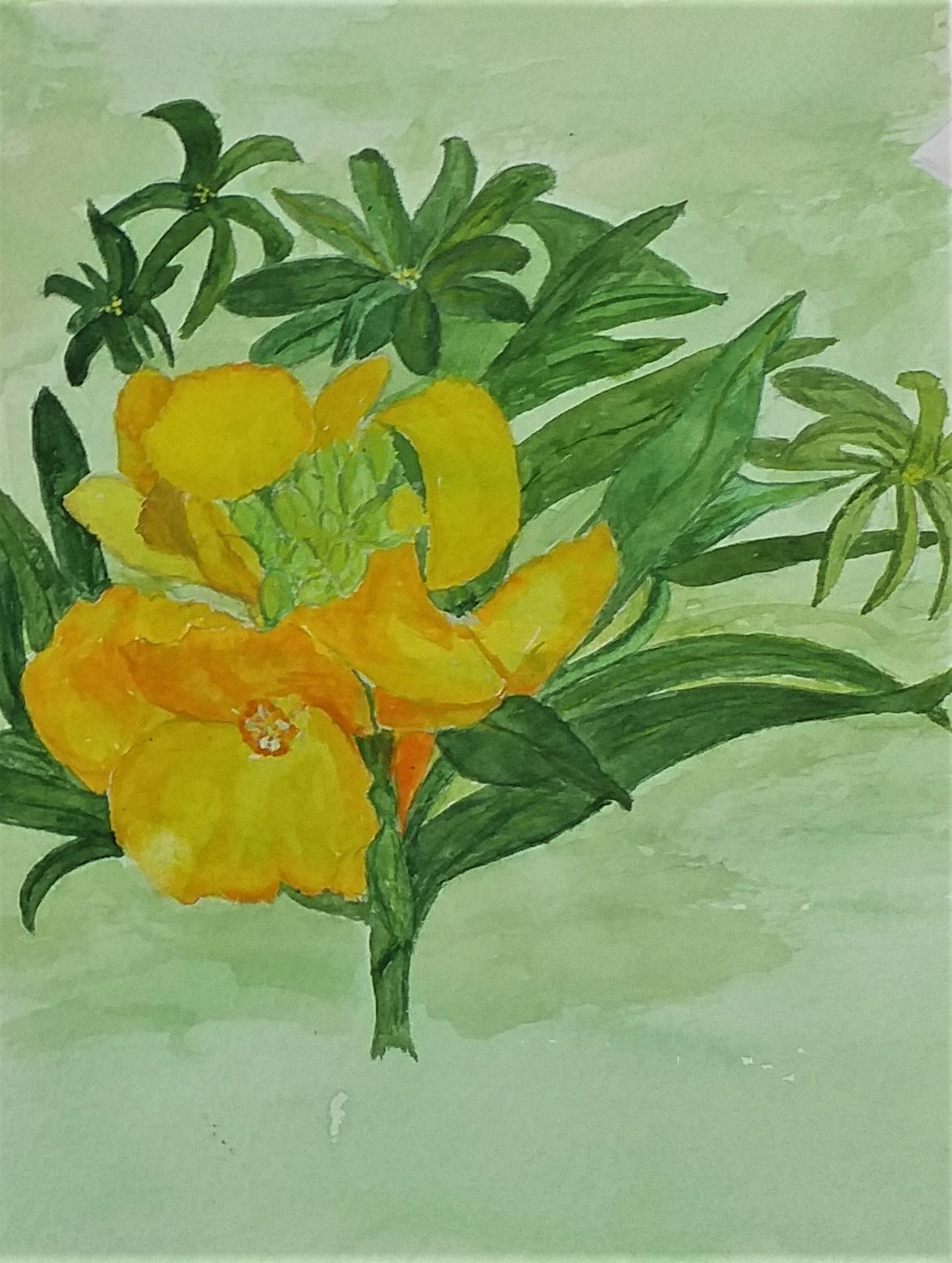 Watercolour studies of plants produced by complete beginners at Magic Wool Art and Craft Studio