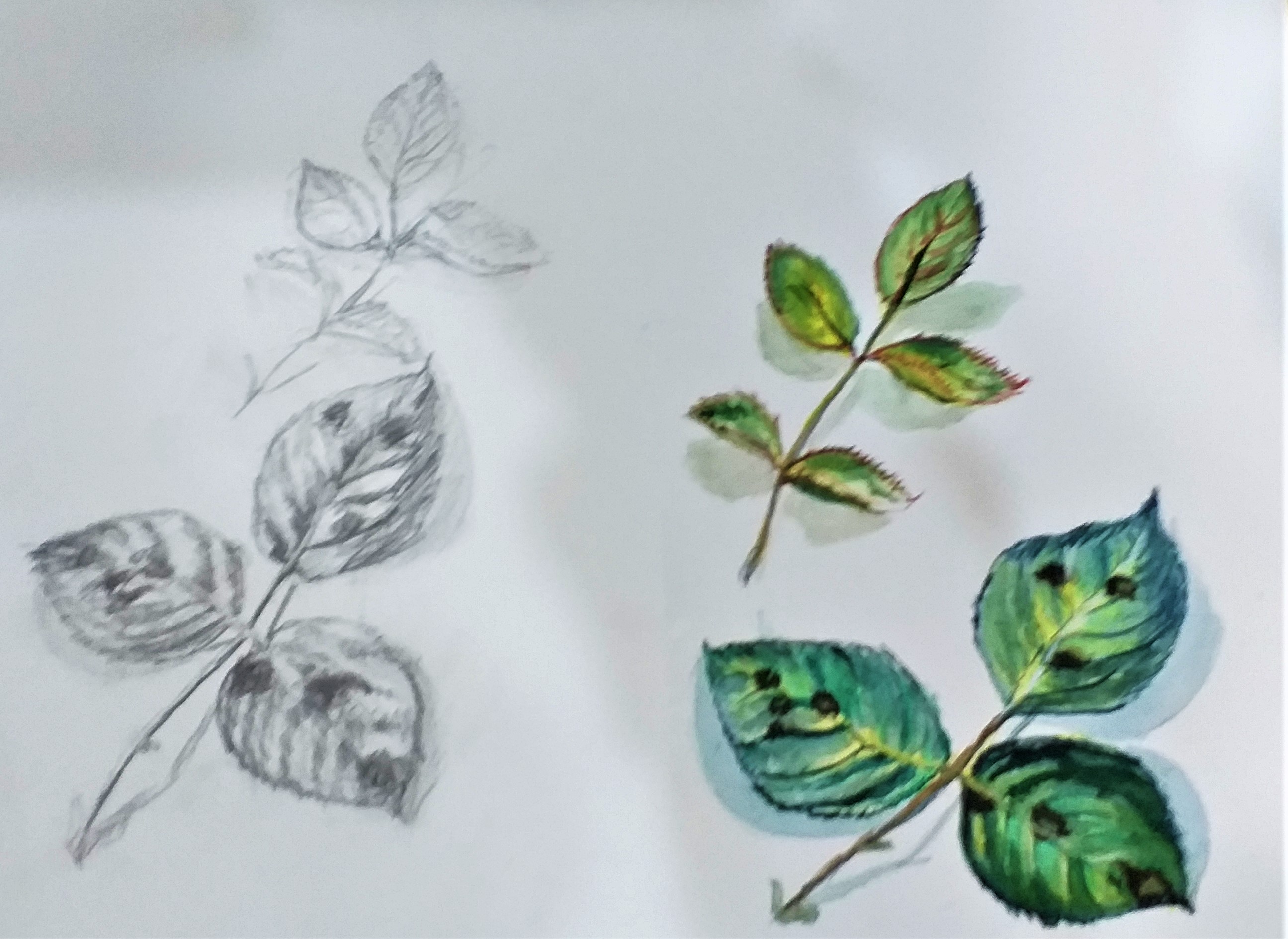 Watercolour and pencil studies of leaves created by a student at Raya's Art Classes in West Midlands