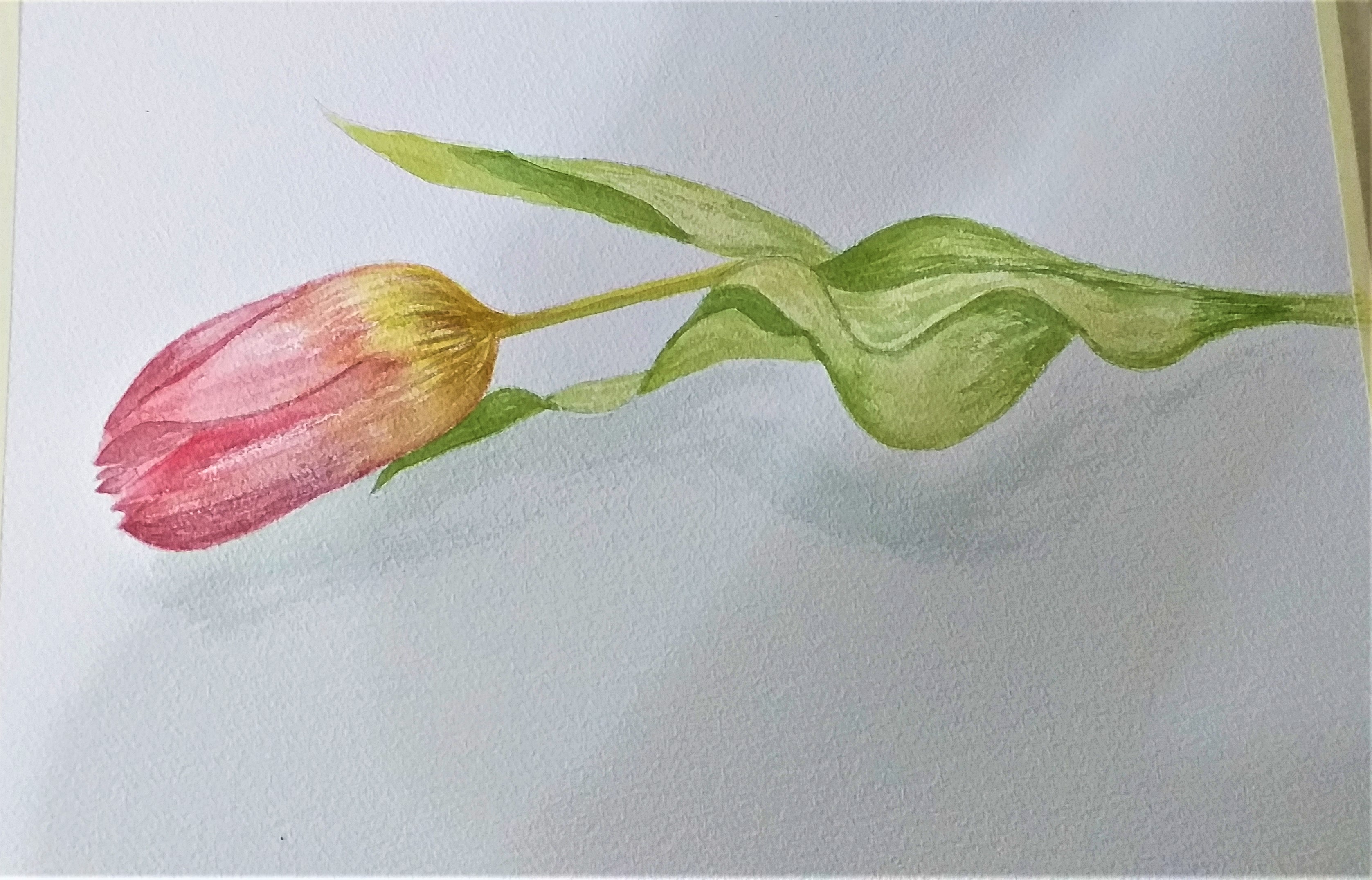 Watercolour study of a Tulip created at watercolour classes in Worcestershire