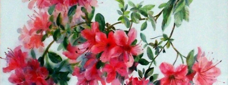 Copy of Flowering azelea 44x54cm
